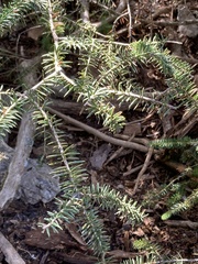 Abies pinsapo