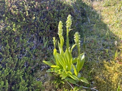 Platanthera hyperborea