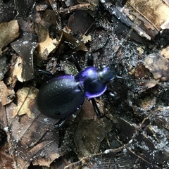 Carabus problematicus