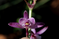 Eulophia hians hians