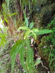 Gleicheniaceae