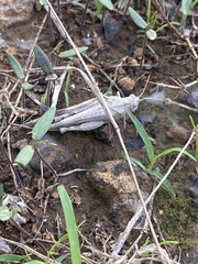 Oedipoda canariensis