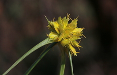 Cyperus sphaerocephalus