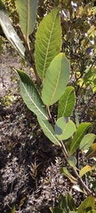 Salix cordata