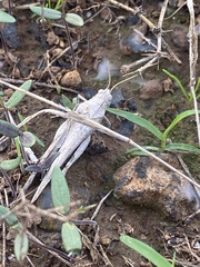 Oedipoda canariensis