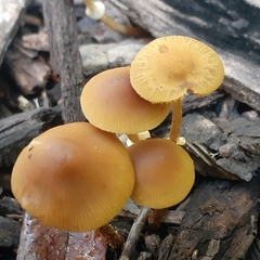 Pholiotina rugosa