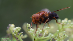 Volucella linearis