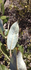 Salix cordata