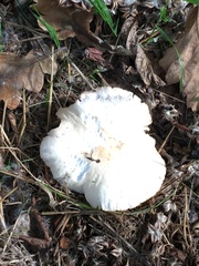 Melanoleuca verrucipes