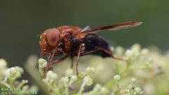 Volucella linearis
