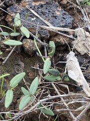 Oedipoda canariensis