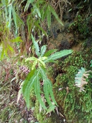 Gleicheniaceae