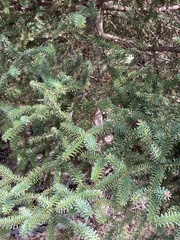 Abies pinsapo