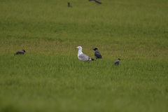 Corvus cornix × corone