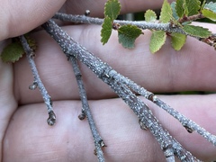 Betula glandulosa