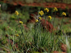 Cyperus sphaerocephalus