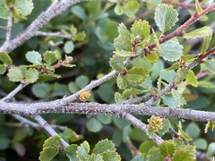 Betula glandulosa