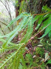 Gleicheniaceae