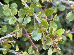 Betula glandulosa