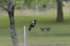 Corvus cornix × corone