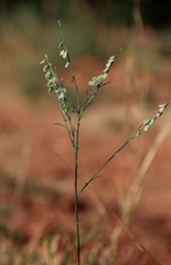 Polygala hottentotta