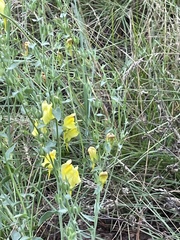 Linaria vulgaris