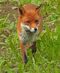 Vulpes vulpes crucigera