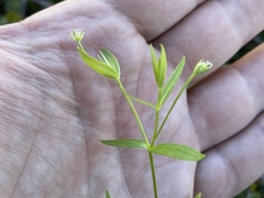 Stellaria borealis