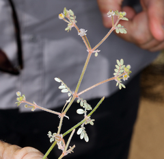 Kallstroemia californica