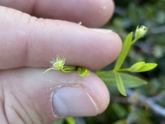 Stellaria borealis