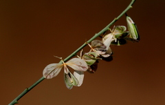 Polygala hottentotta