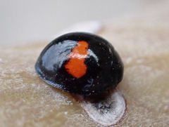 Chilocorus canariensis