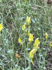 Linaria vulgaris