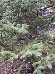 Abies pinsapo