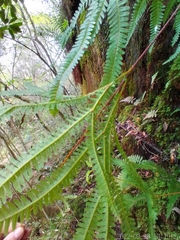 Gleicheniaceae