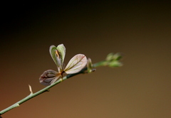 Polygala hottentotta