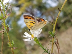 Lycaena phlaeas