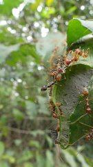 Oecophylla longinoda