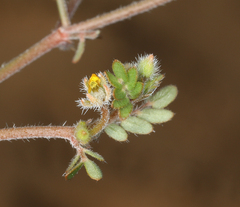 Kallstroemia californica