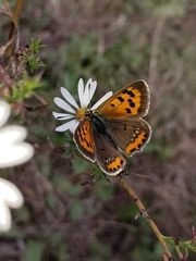 Lycaena phlaeas