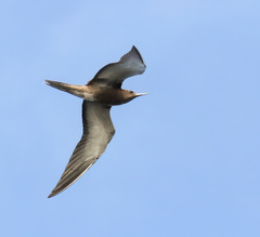 Onychoprion fuscatus