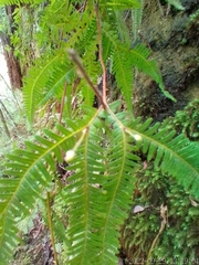 Gleicheniaceae