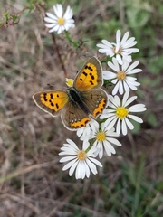 Lycaena phlaeas