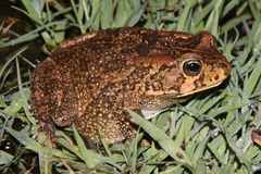 Sclerophrys gutturalis