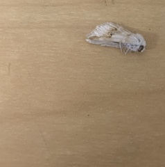 Ponometia elegantula