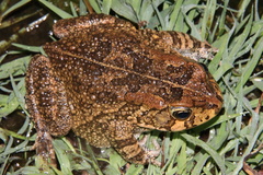 Sclerophrys gutturalis