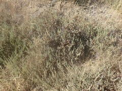 Lavandula