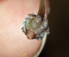 Kallstroemia californica