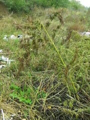 Cannabis sativa spontanea