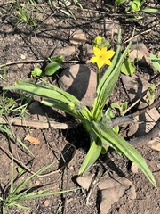 Hypoxis hemerocallidea